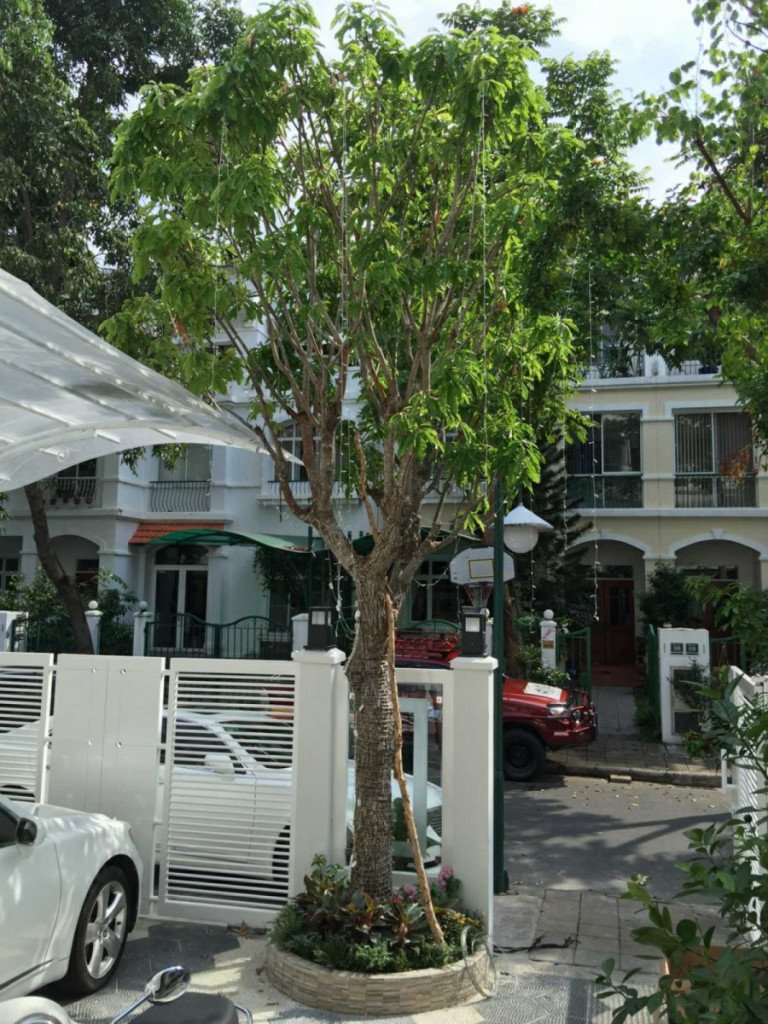 Bán gấp nhà biệt thự vườn Hưng Thái 1, Phú Mỹ Hưng, cam kết giá rẻ nhất thị trường, 18 tỷ