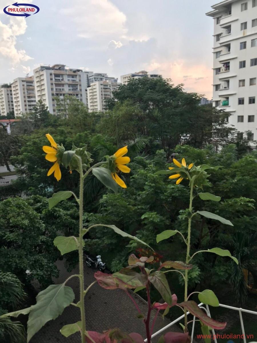 90dc2386d04d2013795c19 - Cần bán nhanh căn hộ Hưng Vượng 1. Phú Mỹ Hưng. DT 78m2 Nhà Đẹp Giá 2.2 Tỷ. LH 0906 879 489 Trinh