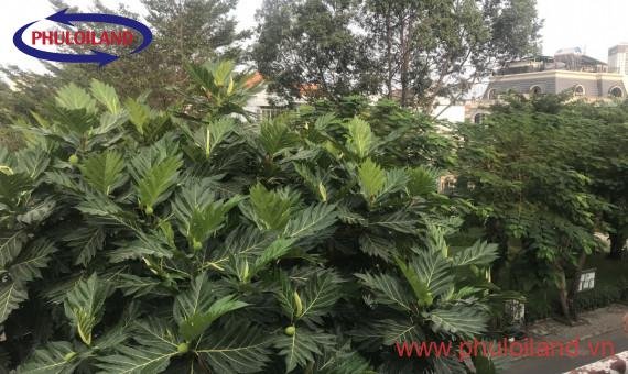 Bán biệt thự Mỹ Thái 1a, Phú Mỹ Hưng, căn 2 mặt tiền, giá 22,5 tỷ