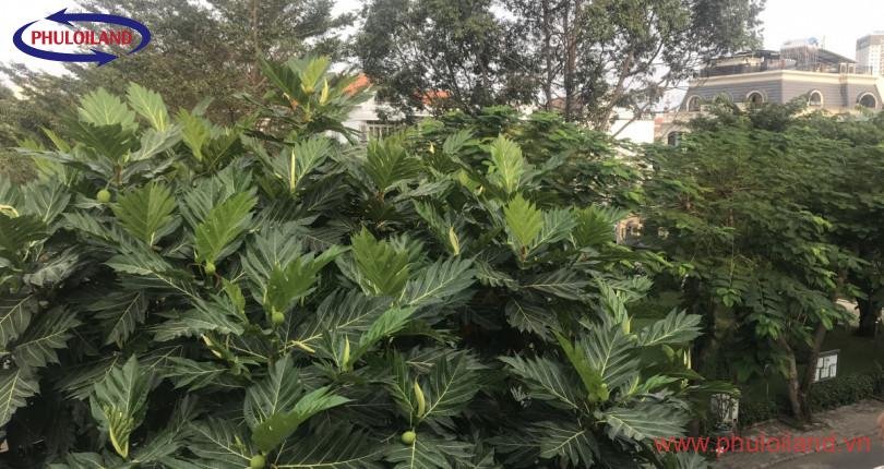 Bán biệt thự Mỹ Thái 1a, Phú Mỹ Hưng, căn 2 mặt tiền, giá 22,5 tỷ