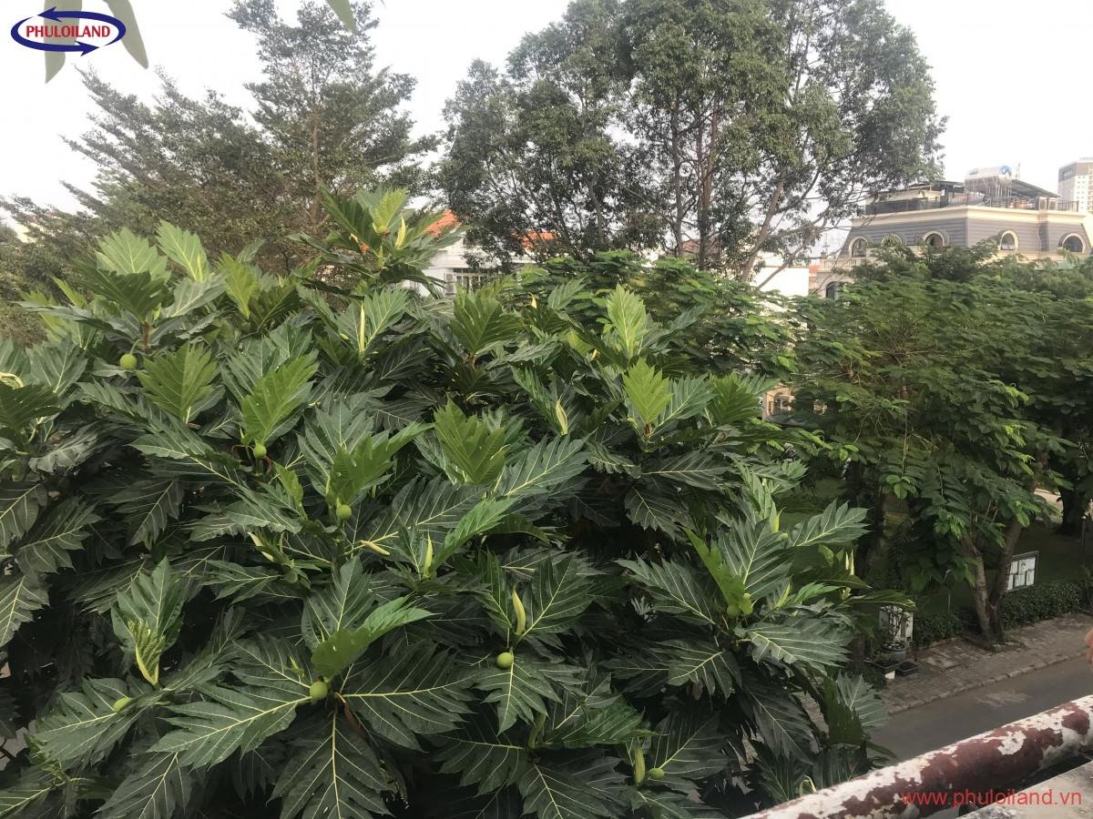 ban biet thu my thai 1a phu my hung quan 7 1 - Bán biệt thự Mỹ Thái 1a, Phú Mỹ Hưng, căn 2 mặt tiền, giá 22,5 tỷ