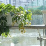 Ban-can-ho-gia-to-nhat-Riverpark-Premier-Phu-My-Hung-quan-7 (10)