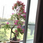 c0035c116ea49efac7b5