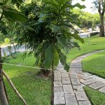 ban-nha-pho-mat-tien-duong-ha-huy-tap-quan-7-can-goc-cong-vien (3)