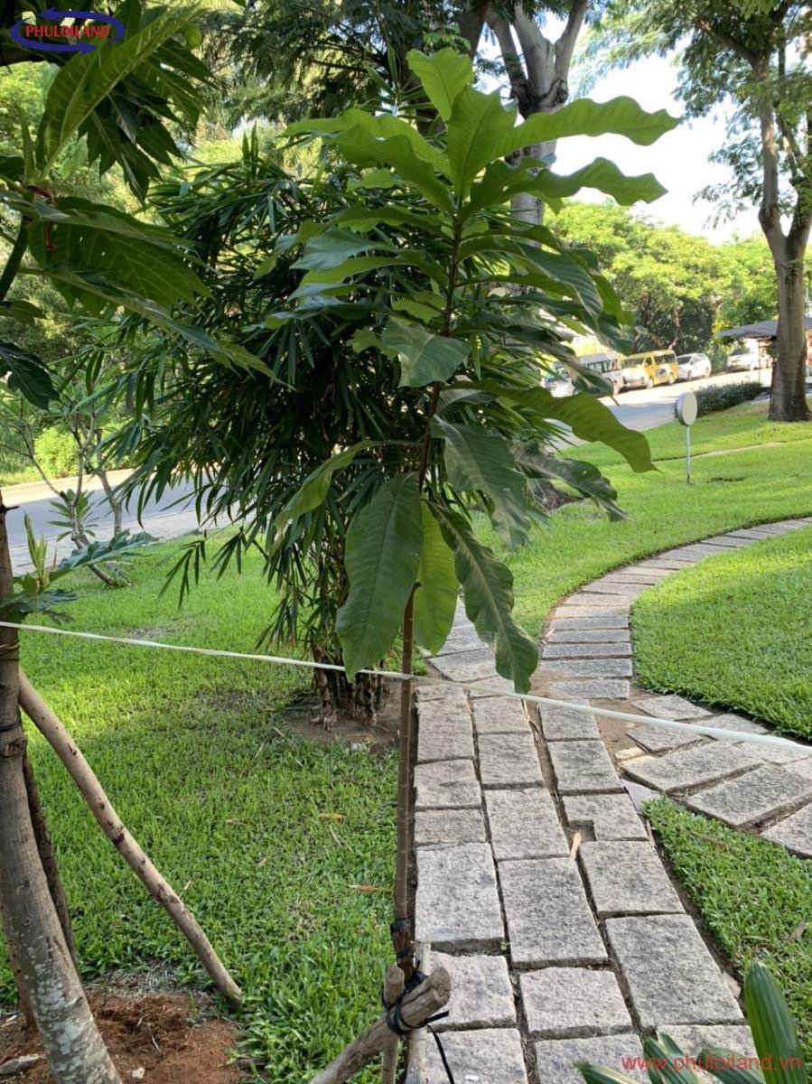 ban nha pho mat tien duong ha huy tap quan 7 can goc cong vien 3 - Bán nhà phố Phú Mỹ Hưng, mặt tiền đường Hà Huy Tập, Quận 7, căn góc công viên