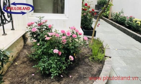 Bán gấp biệt thự song lập Mỹ Kim, nhà mới, nội thất cao cấp, có thang máy, giá 45 tỷ