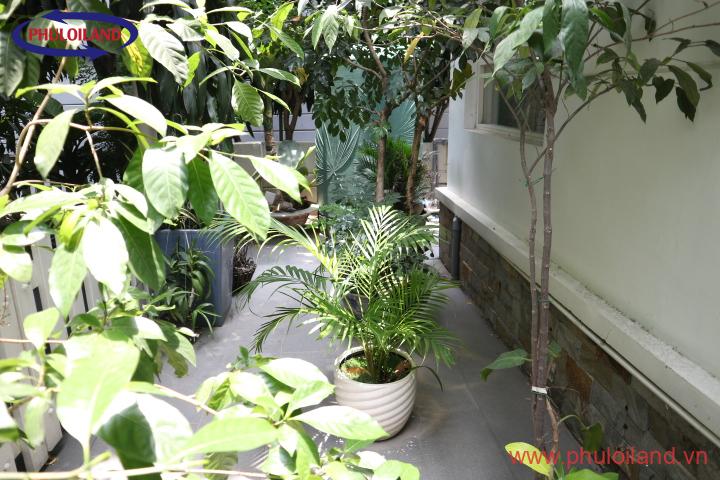 san vuon phia sau biet thu - Mua bán nhà Biệt thự Nam Quang, Phú Mỹ Hưng, tháng 9/2021
