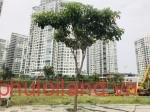 mua-ban-dat-nen-saigon-mystery-villas-thang-12