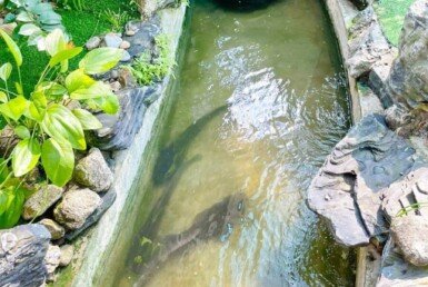 khuon-vien-nha-pho-ban