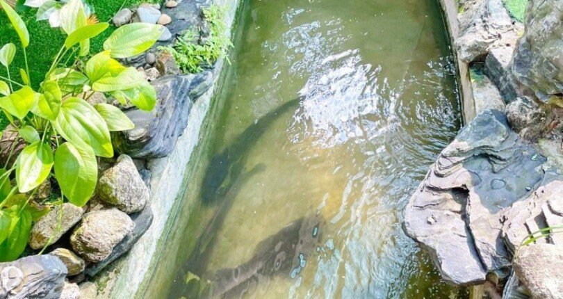 khuon vien nha pho ban 810x430 - Xuất cảnh cần bán nhà phố 1.583m2 đất, mặt tiền đường lớn Đào Sư Tích, Phước Lộc , Nhà Bè.