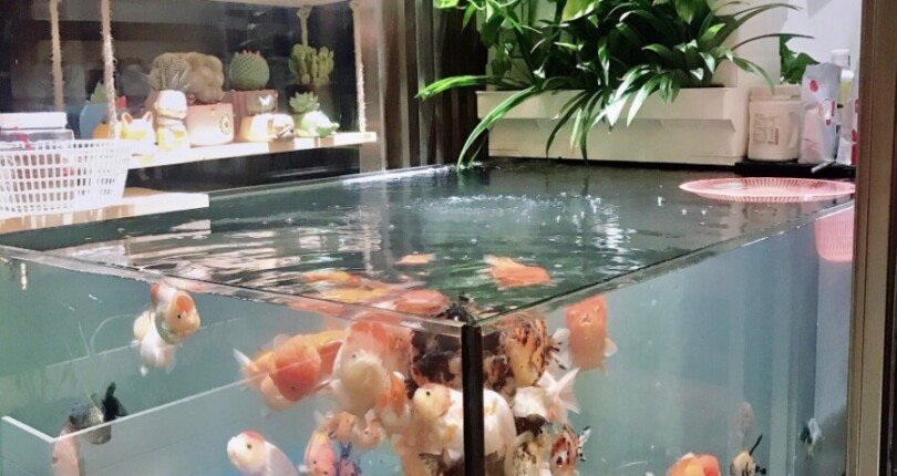 z4499216385227 10c6b4609c599ec785bb2a55fdaef40c 810x430 - Bán nhanh căn hộ - Shophouse vừa ở vừa kinh doanh 1PN Midtown M7 Phú Mỹ Hưng Quận 7, 39M2+25M2 Lửng, chỉ 4,1 tỷ TL