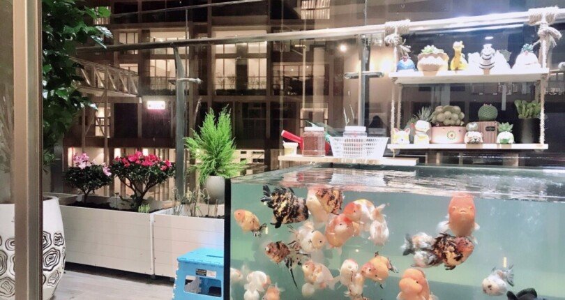 z4499216416356 cdfe0d980897782eff5a188f3b228630 810x430 - Bán nhanh căn hộ - Shophouse vừa ở vừa kinh doanh 1PN Midtown M7 Phú Mỹ Hưng Quận 7, 39M2+25M2 Lửng, chỉ 4,1 tỷ TL