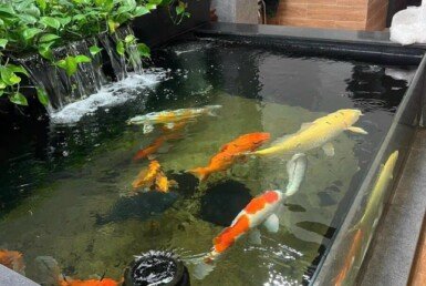 ho-ca-koi-trong-nha