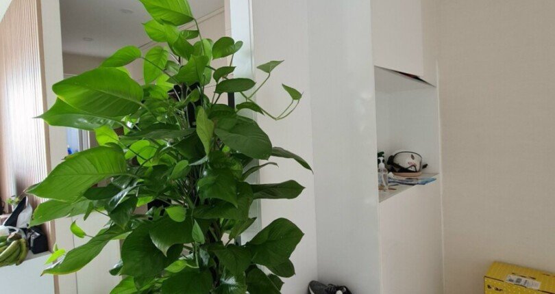 goc phong khach can ho ban 810x430 - Mua bán căn hộ B12 Florita Quận 7 giá rẻ