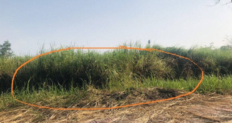 hinh anh mua ban dat bo cong an pham huu lau 810x430 - Mua bán đất Bộ Công An Phạm Hữu Lầu Nhà Bè T1/2024 giá rẻ