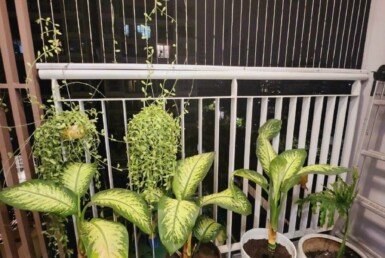 view-can-ho-cho-thue