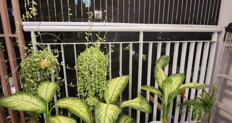 view can ho cho thue 4 810x430 - Cần cho thuê gấp căn hộ chung cư Scenic Valley 1, 70m2, giá 19tr/tháng, nhà đẹp, view hồ bơi.