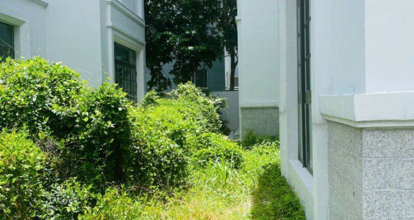 san vuon ben hong nha ban 810x430 - Giá mua bán nhà Biệt thự nguyên căn số 07 Khu dân cư Amelie Villa Phú Mỹ Hưng T9/2024