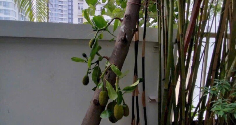 IMG 4121 810x430 - Penthouse Sky Garden cho thuê, có 5 phòng ngủ và sân vườn rộng