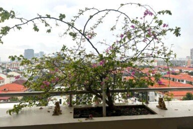 view-ban-cong-phong-khach