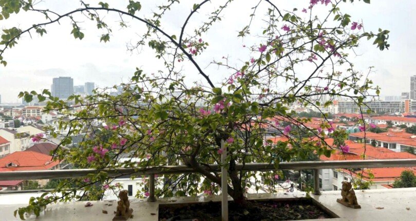 view ban cong phong khach 810x430 - Giá mua bán căn hộ 3pn Block B Chung cư Park view Quận 7 T9/2024