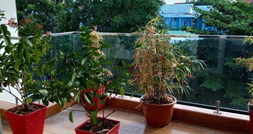 ban cong san thuong rong rai 810x430 - Giá mua bán nhà phố nguyên căn mặt Đường số 2 Kdc Sadeco Phước Kiển A Nhà Bè T10/2024