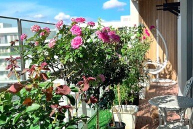 ban-cong-can-ho-rong-rai