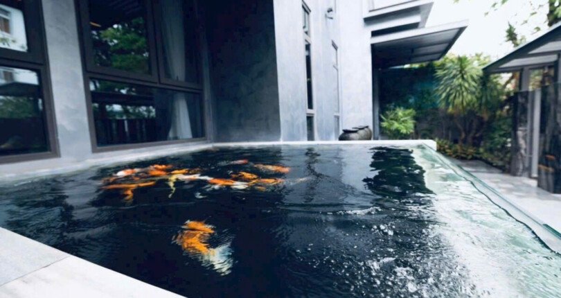 ho ca koi tieu canh biet thu ban 810x430 - Giá mua bán nhà Biệt thự nguyên căn mặt đường Nguyễn Đổng Chi khu Hưng Thái 2 Quận 7 T11/2024