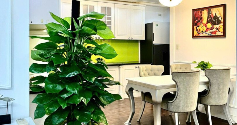 z6115234999914 508fbb7dd9598962f3c28dc4209098a7 810x430 - Cho thuê căn hộ Star Hill Tầng 9 ful nội thất 2 phòng giá 20 triệu