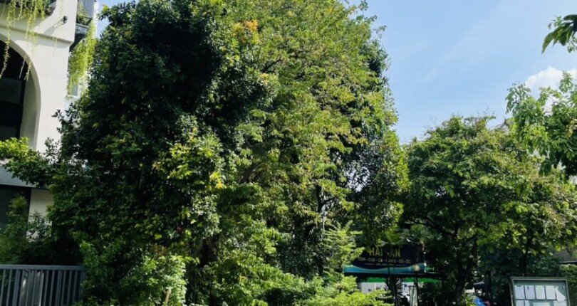 vi tri nha ban lien ke cong vien 810x430 - Giá mua bán toàn nhà văn phòng góc công viên Nội khu Mỹ Toàn 2 Phú Mỹ Hưng Quận 7 T2/2025