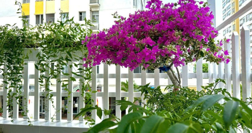 z6341902809785 f8094c03fb6c9eed847d702849708e0b 810x430 - Bán Sky Garden 2 Block 3C Tầng 3 dt 114m 3 phòng giá 7,5 tỷ có HĐT 33,5tr