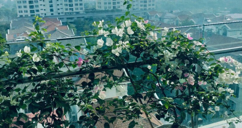 ban cong phong khach 1 810x430 - Giá cho thuê căn hộ 3 phòng ngủ block A chung cư The Antonia Quận 7 T4/2025