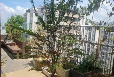 san-vuon-can-ho-penthouse-ban