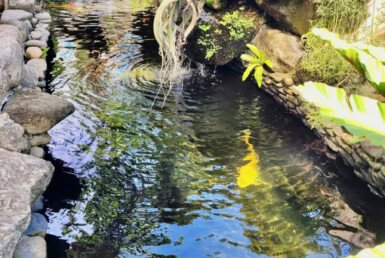 ho-ca-koi-trong-san-vuon