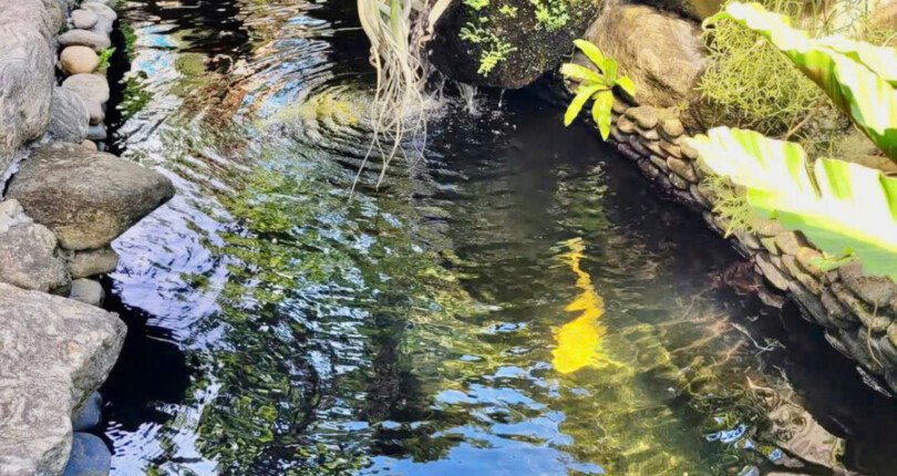 ho ca koi trong san vuon 810x430 - Giá cho thuê nhà nguyên căn Khu biệt thự Phú Gia Phú Mỹ Hưng T7/2025