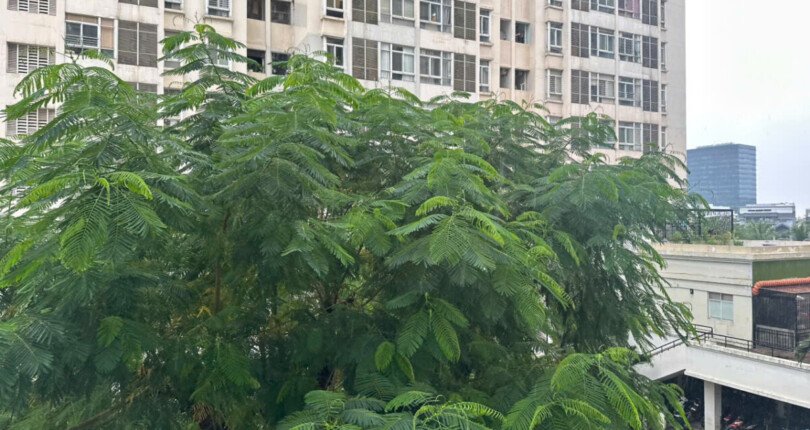 can ho ban lien ke cong vien noi khu du an 810x430 - Giá mua bán căn hộ 2pn, căn góc tòa 8A chung cư Sky Garden 3 phường Tân Hưng T11/2025