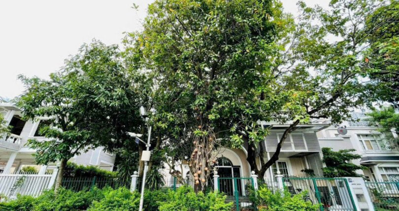 hinh anh mua ban nha biet thu mat duong g khu my phu 2 phuong tan my t11 2025 810x430 - Giá mua bán nhà Biệt thự tứ lập đường G khu Mỹ Phú 2 phường Tân Mỹ T11/2025