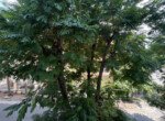 vi-tri-can-ho-lau-trung-lien-ke-cong-vien-cay-xanh